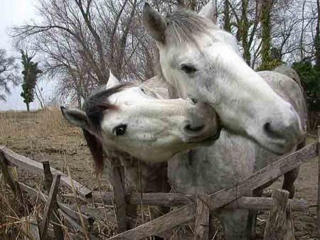 chevaux
